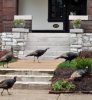 turkeys.jpg