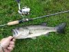 fish1.jpg
