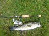 fish 2.jpg