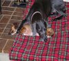 puppys 018.jpg
