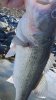 belews fish1.jpg