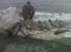 asian carp 2010 #1.jpg