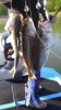 3fish (1).jpg