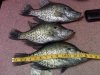 crappie.jpg