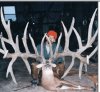 big buck.jpg