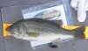 HR 10-18 -20in-4.68lbs.jpg