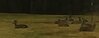 24721_resized.jpeg