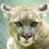 Cougarftd