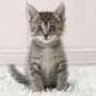 Kittycat2012